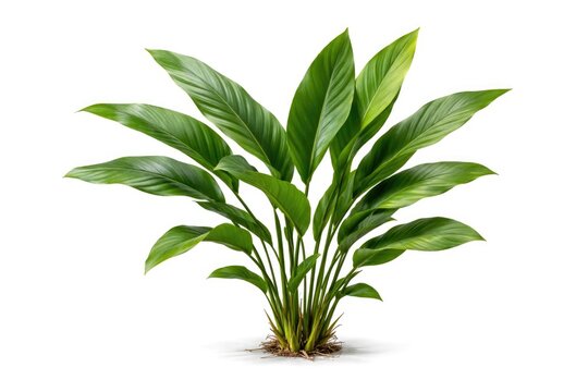 White backdrop featuring isolated tropical Zingiberaceae wild ginger foliage with clipping path