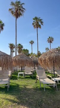 Palm trees and straw parasols above empty lounge chairs create peaceful tropical resort atmosphere. Sunny travel destination scene supports luxury hospitality and tourism campaigns.