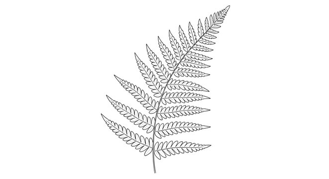 Detailed illustration of a fern leaf.