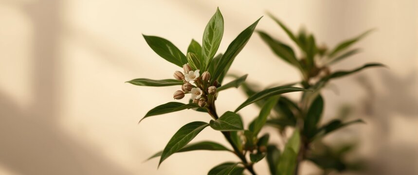Bidara plant as a natural remedy for wrinkles and panda eyes