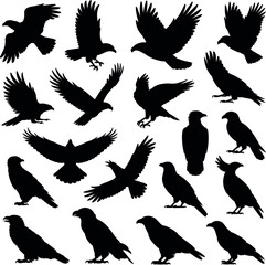 Obraz premium Flying black crows silhouettes, birds in various poses, wings spread, animal vector, nature, wild, graphic
