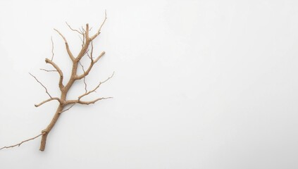 Fototapeta premium A single dried tree branch isolated on a plain white backdrop