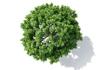 Obraz premium Top view of a lush green tree casting a shadow on a white surface.