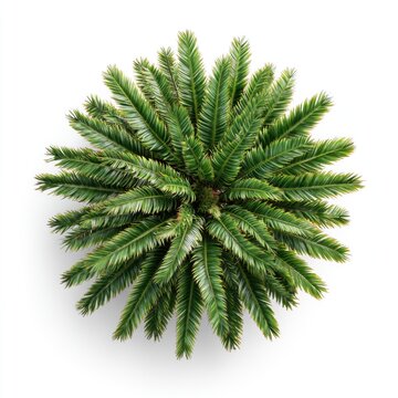Top-down view of a lush green coniferous plant with dense, needle-like leaves arranged symmetrically in a radial pattern on a white background.