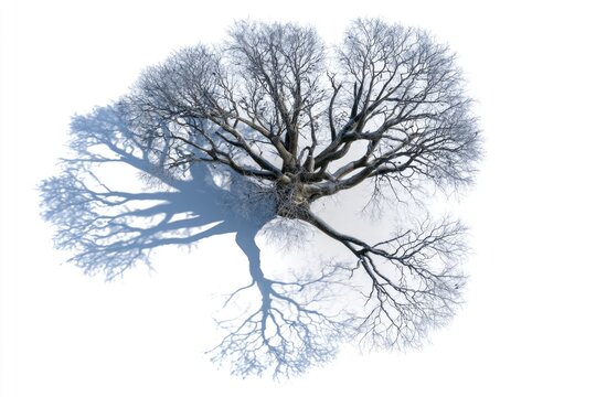 A leafless tree casts a stark shadow on a white surface, highlighting its intricate branches and organic structure in a minimalistic, natural composition.
