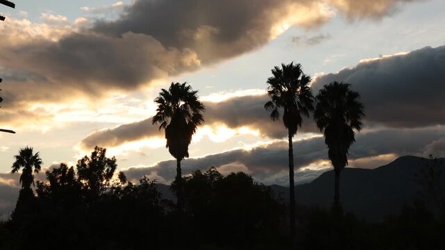 silhouette of palm tress against sunset clouds