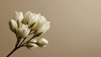 Obraz premium Arabian jasmine buds displayed on an even toned minimal background with copy space