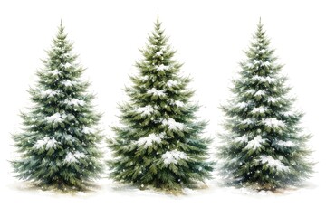 Fototapeta premium Hand brush painted three Christmas trees on simple white isolated backdrop for holiday design