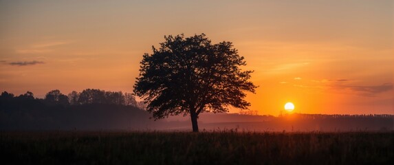 Obraz premium Silhouetted Tree at Dusk Countryside Scene, Glowing Summer Sunset, Tranquil Atmosphere
