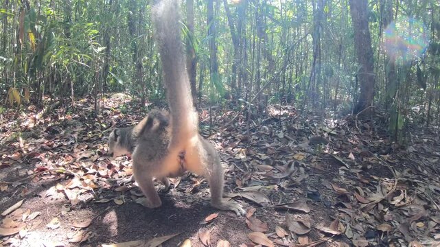 Cinematic wildlife video of brown lemur in Madagascar with natural jungle habitat and playful behavior