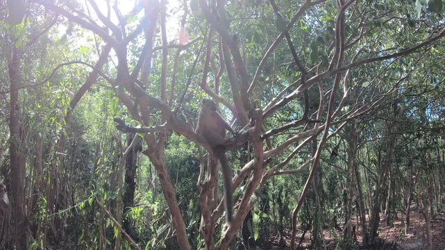 Cinematic brown lemur encounter in Madagascar rainforest, curious primate wildlife behavior travel video
