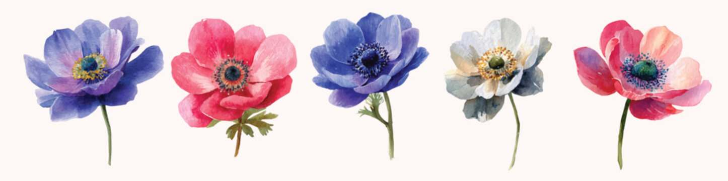 Vector set. Illustration of anemone flower painting design set, Hand-painted style, vectorized, vector set available in EPS, Simple Hand-painted watercolor style