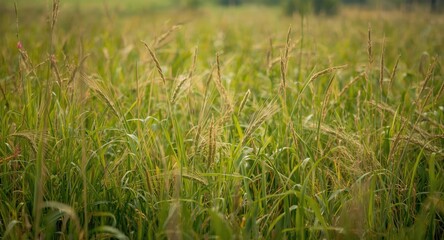 Obraz premium A vibrant summer field filled with growing hay and diverse plants showcasing lush greenery