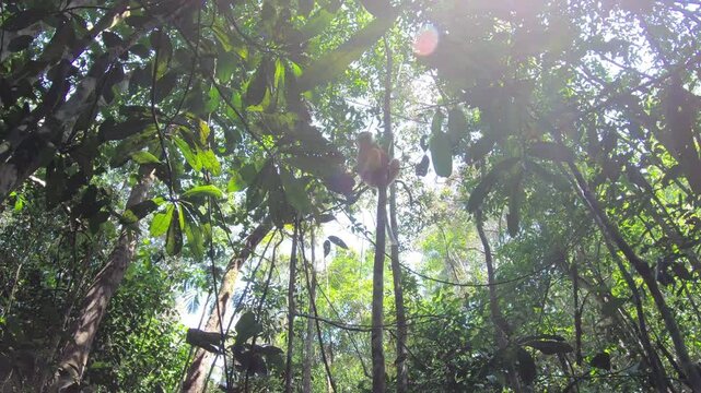 Scenic close up footage of diademed sifaka in tropical forest Madagascar, immersive primate wildlife video