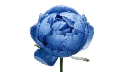Obraz premium Blue peony blossom isolated with water droplets on clean white backdrop