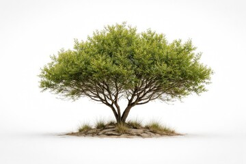 Obraz premium Standalone brush tree featured on a stark white background