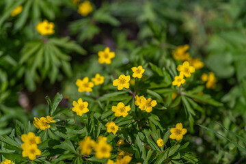 Obraz premium Sunlit floral display. Dewy blossoms glow warmly. Vivid blooms under morning sunlight shine brightly. Luminous yellow petals catch dew as morning rays gently emerge