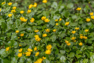 Obraz premium Yellow flowers with leafy surroundings. Sunlit woodland featuring blooming flowers and fluttering insects. Radiant grove showcasing vibrant blossoms and gentle insect movements