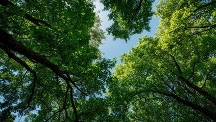 Fototapeta premium Bright green treetop foliage extending overhead into blue sky