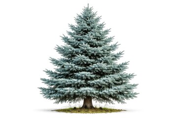 Fototapeta premium Close up frontal shot of a blue spruce tree standing alone on a white backdrop