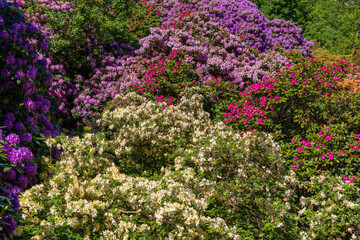 Obraz premium Bright flowers bloom in a garden during spring season showing various colors and types of blooms across the landscape