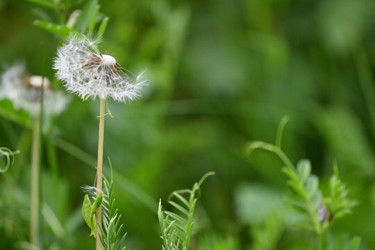 Fluffy dandelion seed head with half of the seeds blown away.