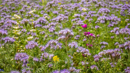 Obraz premium Purple flowers bloom in a field during a sunny day in spring near a park for visitors to enjoy the outdoors
