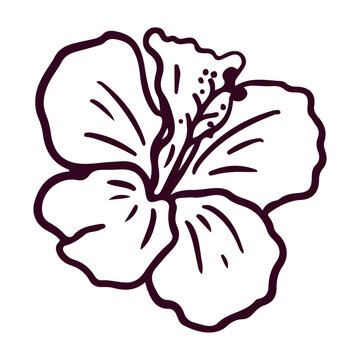 Hand drawn blooming hibiscus flower doodle vector illustration