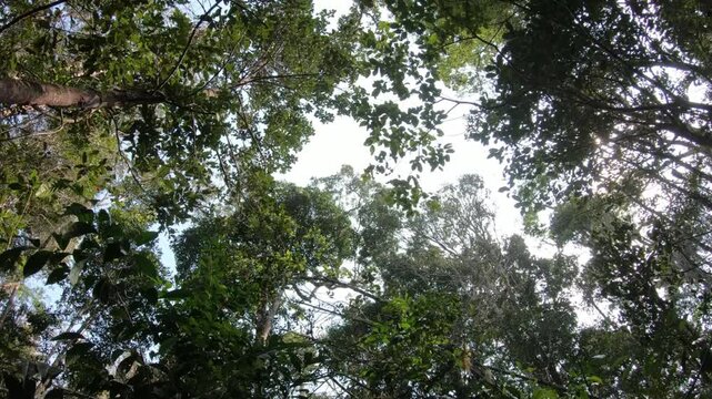 Cinematic indri lemur calling in Madagascar rainforest with natural jungle soundscape, rare primate vocalization wildlife video