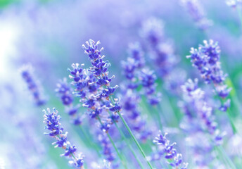 Obraz premium Nature background with spring flowers. Selective and soft focus. Close up.