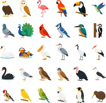 A vibrant collection of diverse avian species showcasing the rich tapestry of birdlife across various habitats and regions, perfect for educational and design projects