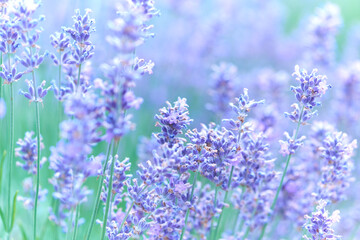 Fototapeta premium Nature background with spring flowers. Selective and soft focus. Close up.