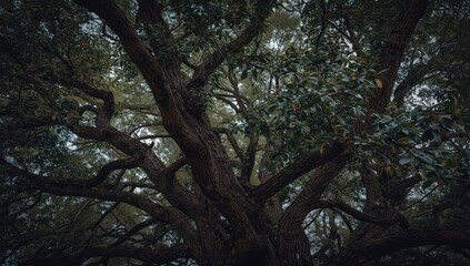Fototapeta premium An artistic image of a tree with twisting branches and lush leaves