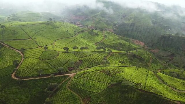 High Angle Drone View of Winding Paths and Terraced Slopes on a Green Tea Plantation