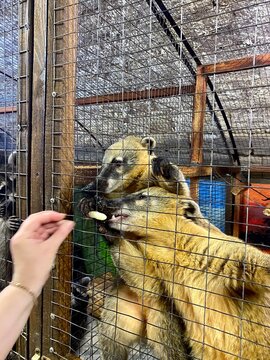 Feeding a coati raccoon in a petting zoo.