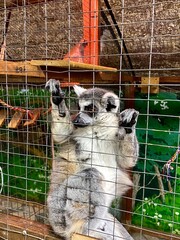 Naklejka premium A lemur in a contact zoo.