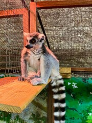 Naklejka premium A lemur in a contact zoo.