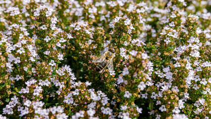 Fototapeta premium Bee collects nectar from small white flowers in a garden during spring time in the afternoon light
