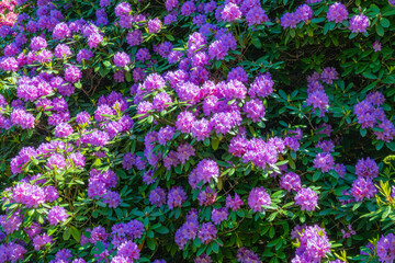Fototapeta premium Bright flowers bloom in a garden during spring in a sunny location