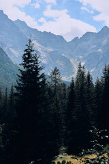 Fototapeta premium Pine Forest with Tatra Mountain Peaks, Poland