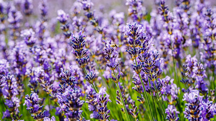 Obraz premium Lavender plants bloom in a garden during summer, attracting bees and visitors in search of beauty and fragrance