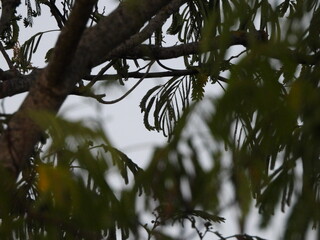 Fototapeta premium Thin branches adorned with elongated leaves and small pods hang gracefully. The blurred background highlights the delicate details of the foliage, revealing the simple beauty of natural shapes. 