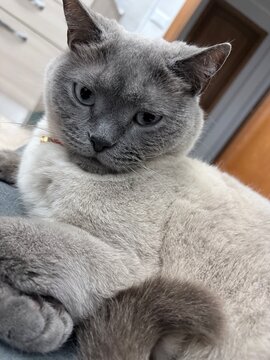 british shorthair cat
