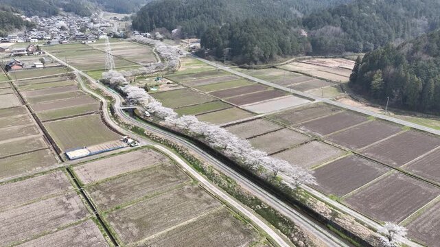 岐阜県岐阜市　彦坂の綺麗な桜並木
