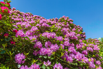Obraz premium Variety of rhododendron and azaleas blooming under the clear blue sky during springtime in a garden setting