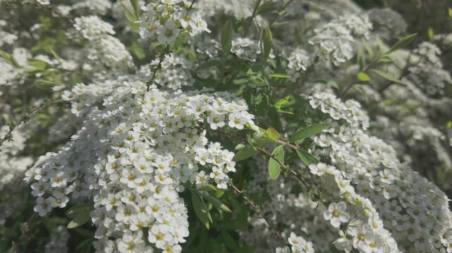 White flowers of blooming Spiraea Meadowsweet, close-up
