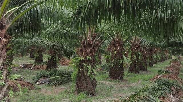 Oil palm plantation with harvested oil palm fruit on the ground.