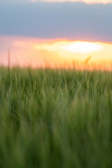Fototapeta premium Green Barley Field at Sunset with Soft Focus and Golden Evening Light
