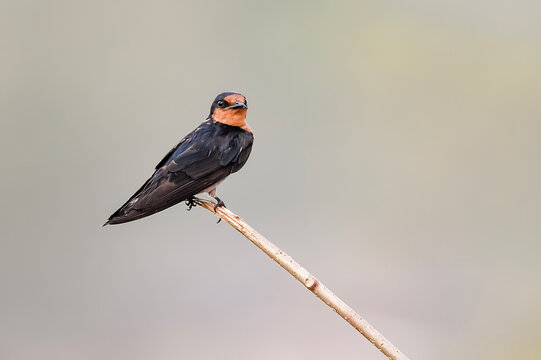 Pacific swallow (Hirundo javanica) perched on a small wooden stick with a clean blurred background, close-up wild bird photography.