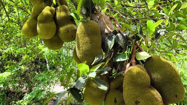 Large green jackfruits with rough stone-like spiky skin hanging from tree trunk in bright natural sunlight lighting 4k video